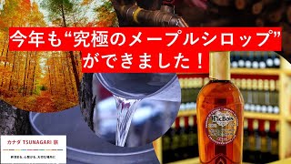 カナダ～今年も究極のメープルシロップができました～【JTB公式