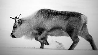 Svalbard reindeer -The Tiniest of Santa's Helpers