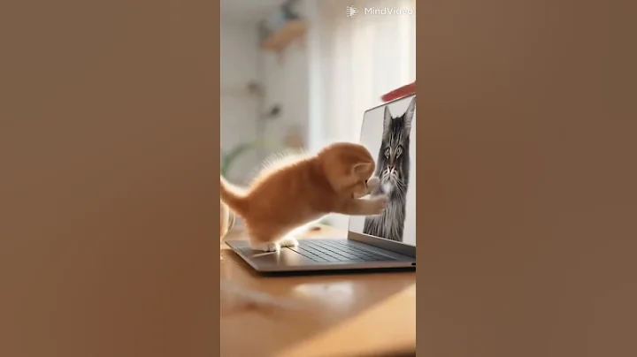 Video 11901551: ginger maine coon kitten, maine coon kitten attacks, kitten fight, cat walk