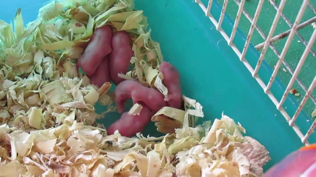 cua hang chuot hamster Update 2022 PHÁT HIỆN CHUỘT HAMSTER SINH CON VÀ CÁCH CHĂM SÓC