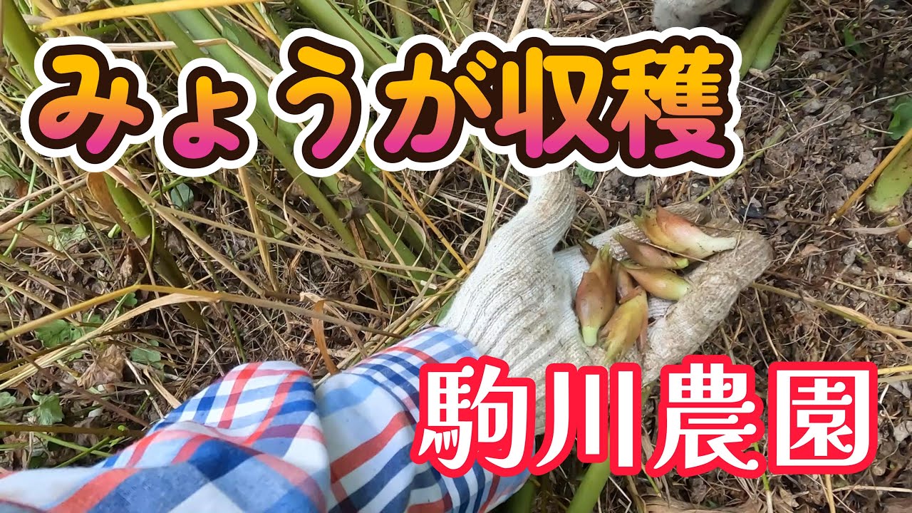 みょうがの収穫　駒川農園　25.7.23