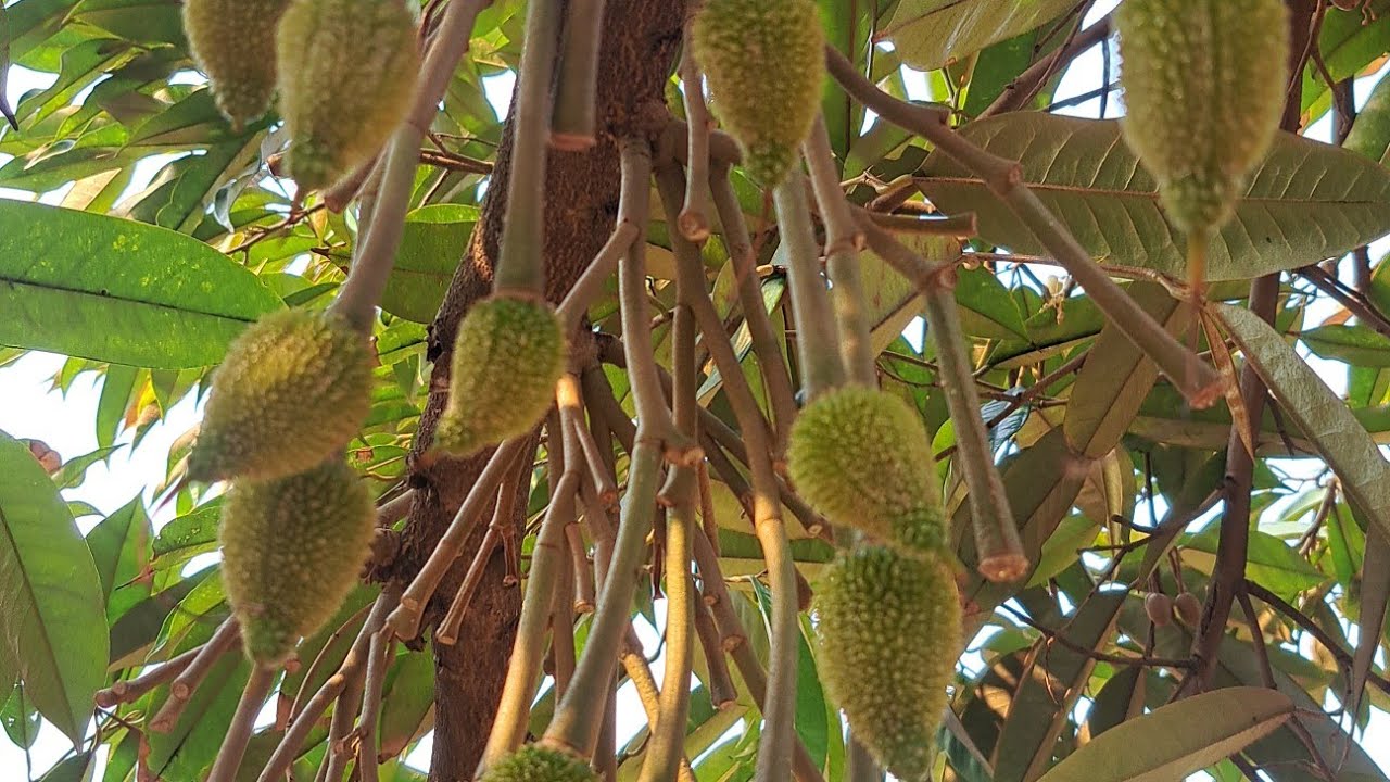 ปีนี้มีหลายรุ่น ให้น้ำไปเป็นต้นๆไปครับ ทุเรียนชายแดน ช่องอานม้า
