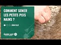 Tuto comment semer les petits pois nains   jardinerie gamm vert