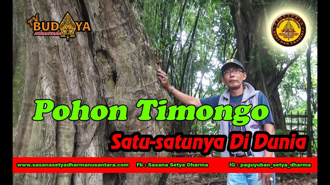 Pohon Timongo, Pohon Langka Di Dunia - YouTube