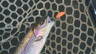 #181 楽しさあふれる管釣りマニュアル～カンツリは人と魚の知恵比べ～