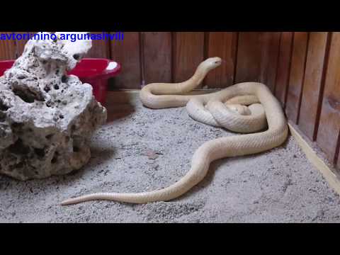 თბილისის ზოოპარკის ეგზოტარიუმი 29.06.2017