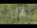 Leopard Quarantine's jump again.  High quality! More pics!