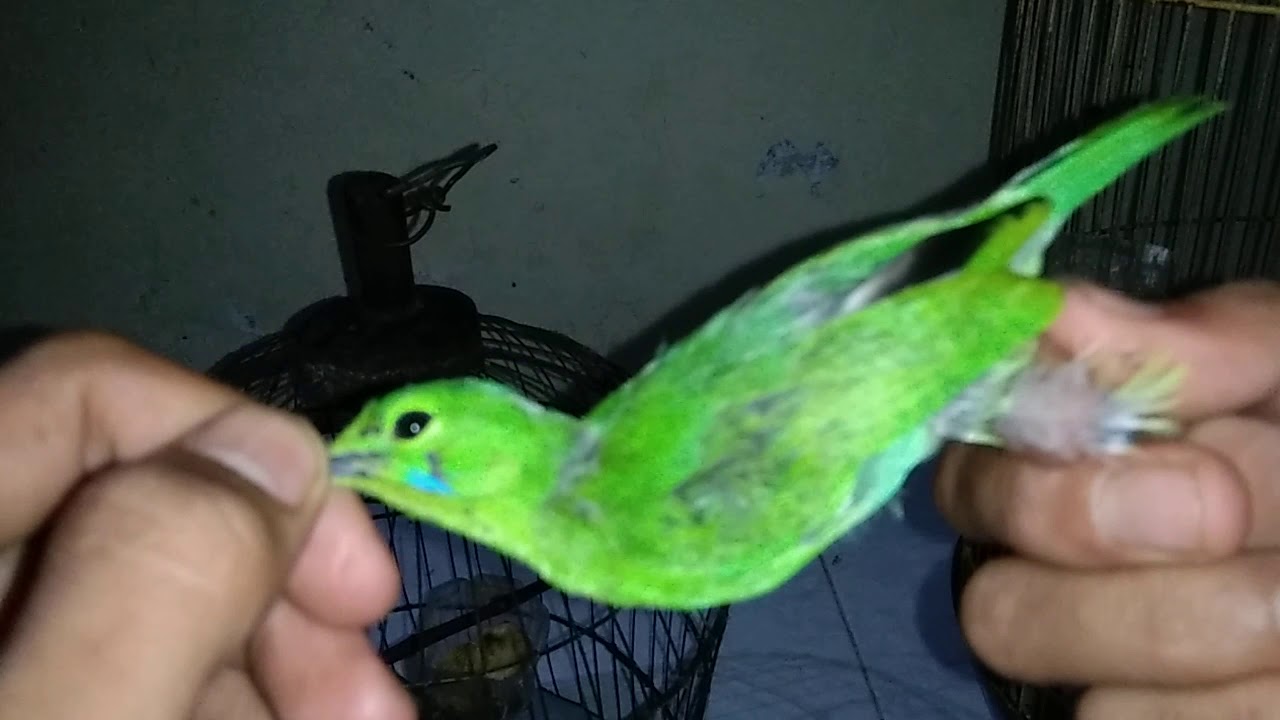 Perbedaan Mutlak Cucak Ijo Mini Jantan dan Betina Anakan