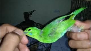 Perbedaan Mutlak Cucak Ijo Mini Jantan dan Betina Anakan