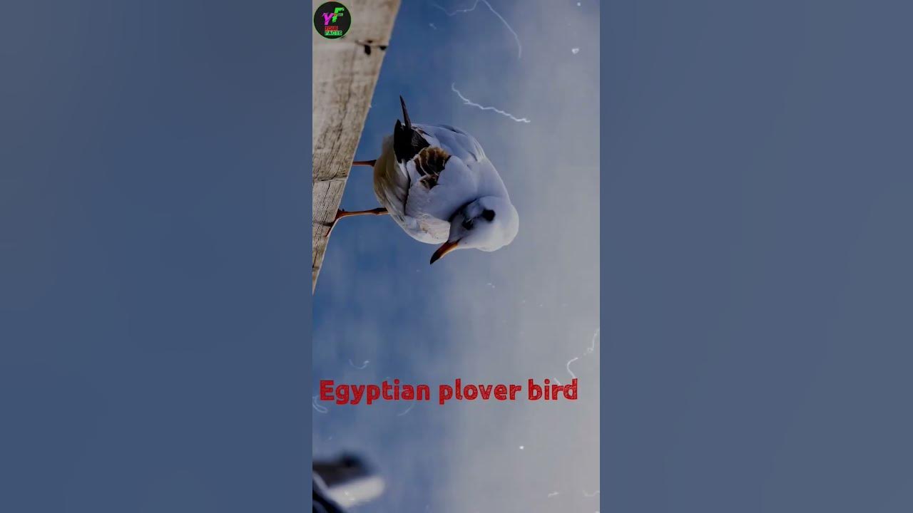 Relationship between Nile crocodile and Egyptian plover bird - YouTube