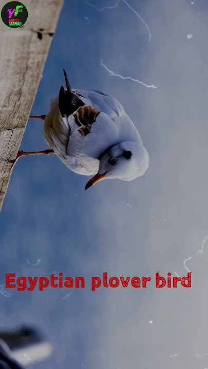 Relationship between Nile crocodile and Egyptian plover bird - YouTube