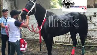 La Historia De El Irak Cuadra San Otolio Resimi