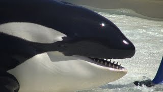 One Ocean (Full show/Full HD) Sept 8 2014  2pm SeaWorld San Diego