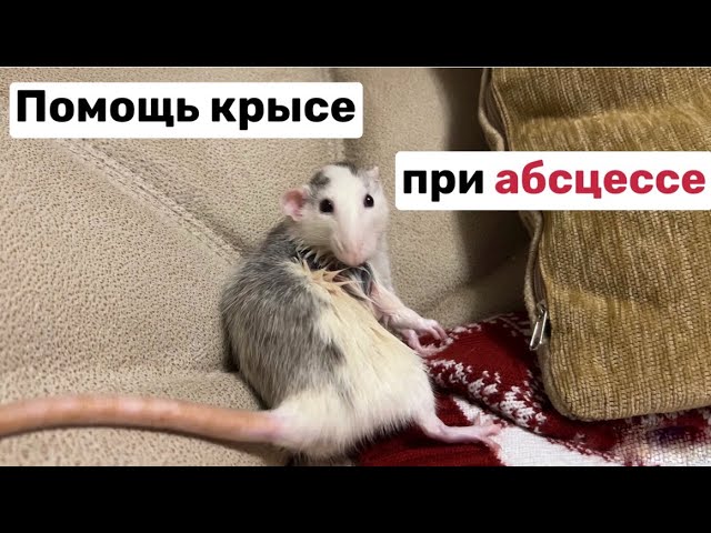Помощь крысе при абсцессе | помогаем Умке в домашних условиях