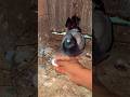 Pigeon breeding period help 😝#pigeon #baby #eggeating #shortvideo #viral #pigeonvlog #pigeonlover
