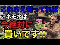 【目からウロコ】アネモネを枯らさずに毎年楽しむための育て方教えます　　　【園芸】【ガーデニング】【初心者】