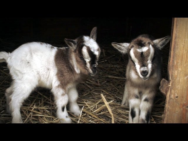 Bottle Feeding Baby Goats: What You Need to Know • Maria Louise Design