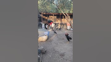 #qaib #chicken #thairooster #rooster #thaichicken #birds