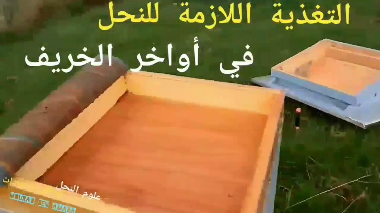 التغذية الصحيحة واللازمة للنحل في أواخر الخريف