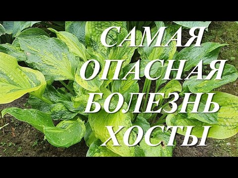 Видео: Информация о болезни солнечной пятнистости - что делать с вирусом солнечной пятнистости авокадо