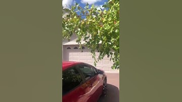 Jujube on ground under tree in Florida, USA #shorts