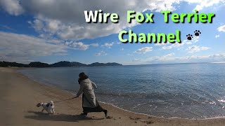 A Wire Fox Terrier that will make you happy when you see it by Wire Fox Terrier-CHANNEL 224 views 2 years ago 2 minutes, 25 seconds