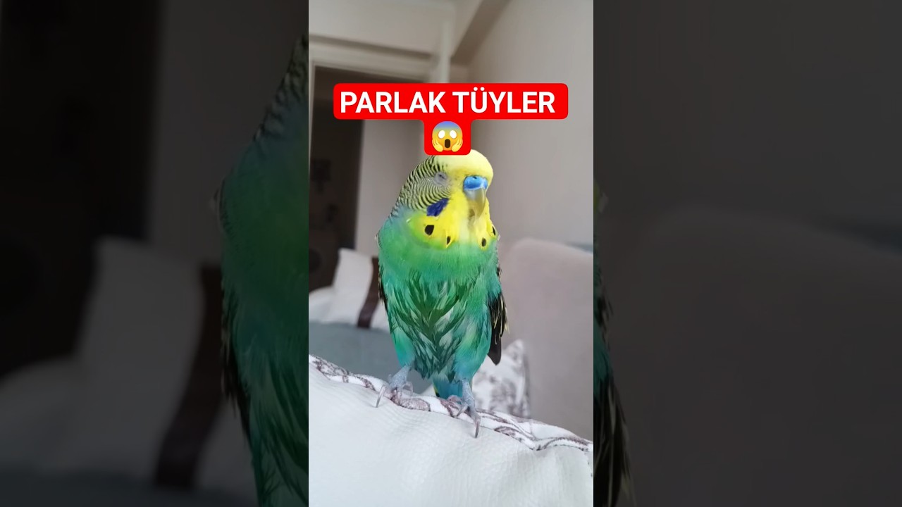 Bu Besinleri Yiyen Kuşlar Daha Parlak Tüylere Sahip Oluyor! 🌈🐤 #muhabbetkuşu #birds #parrot