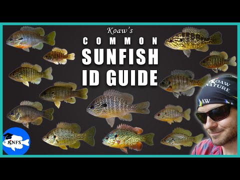 Video: 6 daripada Spesies Sunfish Paling Biasa dan Popular