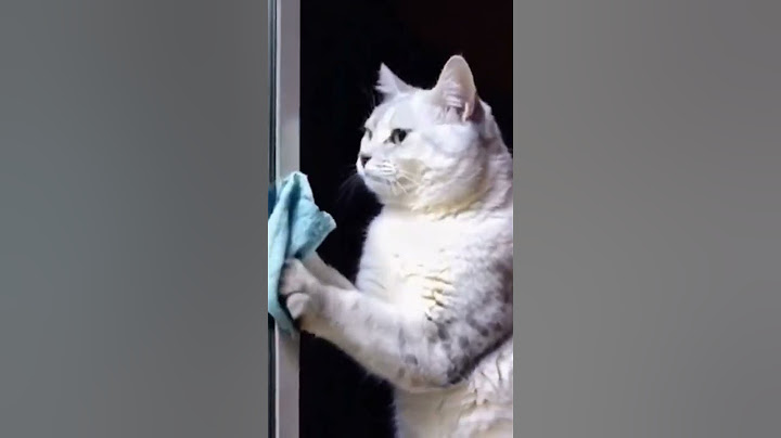 Kadir ezildi’nin kedisi #keşfet #memes #instagram #güncel #shorts #video #beğen #kadirezildi #funny