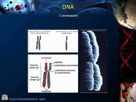 Video: Come si chiamano le regioni del DNA all'interno di un cromosoma?