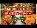 💕 КОЛОРИТНЫЕ КУСТАРНИКИ в Саду / Посадите их - и Цветы не нужны!👍🌹