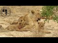Lion cubs during family time