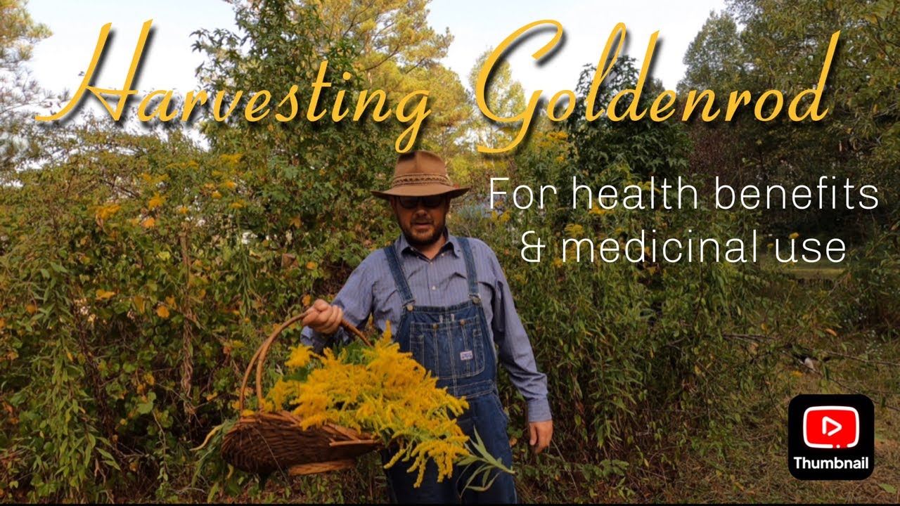 Harvesting goldenrod for health benefits and medical use 