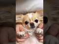 【赤ちゃんあやせるかなぁ♡】#チワワ #chihuahua #可愛い #shorts #チワワちゃん #癒し #cutedog #fyp #foryou
