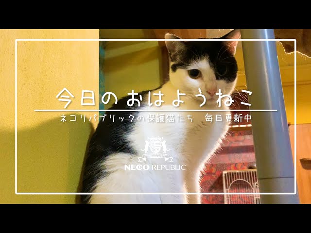 私たちのつとめは成功ではない。失敗にも負けずさらに進むことである。ロバート・ルイス・スティーヴンソン