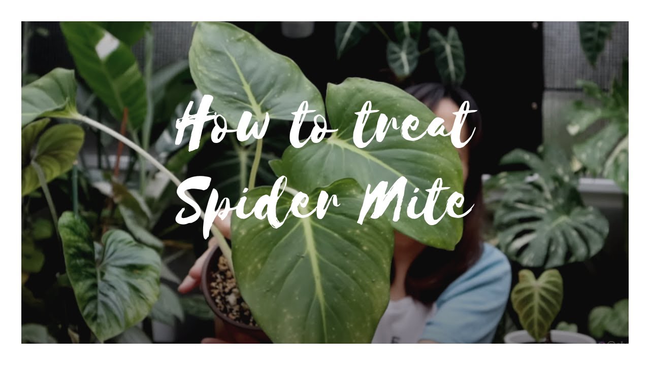 How to treat Spider Mite Problem for Indoor House Plant!
