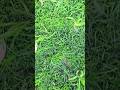 শিশুদের মোবাইলের নেশা #socialmotivation #fbreels #vairalshorts #trandingshorts #inspirationbangla