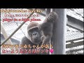 高い場所で遊ぶ赤ちゃんゴリラが心配で、落ちないようしっかり見守って流川母ゲンキ♪⭐️Gorilla【京都市動物園】Genki worries about Santaro in a high place
