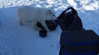 Arctic fox - Inspection of personal belongings