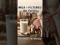 From Blood to Milk? The Real Process Explained