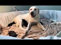 LABRADOR MOMMY DAISY DUKES 1ST DAY WITH 8 PUPPIES!!