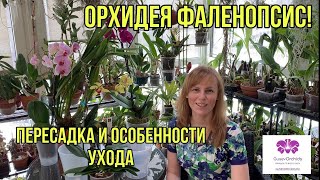 Орхидея Фаленопсис! Пересадка в двойной горшок и особенности ухода.