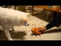 ブーブー鳴くおもちゃに過剰反応する犬 その2