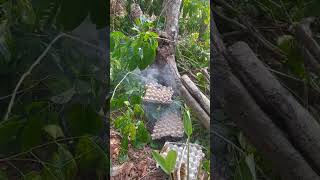 Madu Lebah Hutan Liar lebahmaduhutan panenmadu lebahhutan