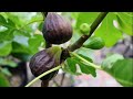 Brand New to Growing Figs? Watch This..