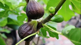 Brand New to Growing Figs? Watch This..