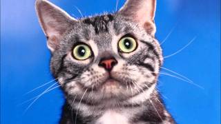 Paratunes - Terrorcat