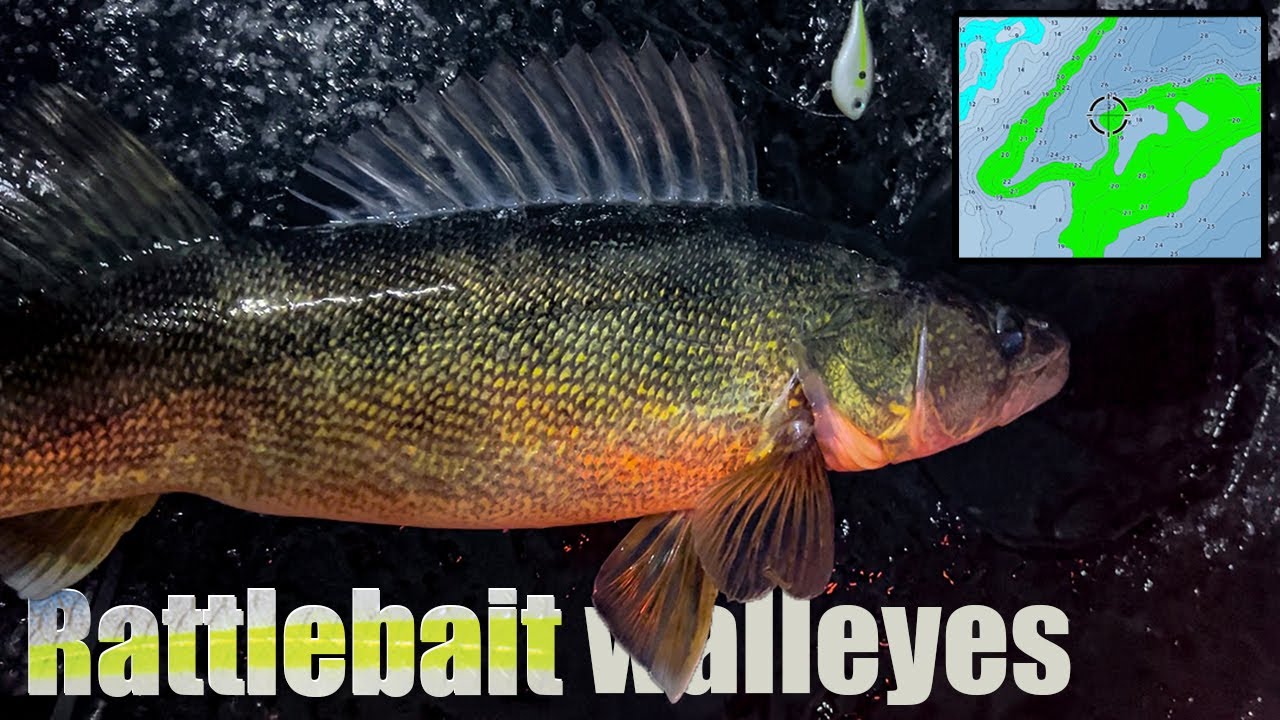 Mille Lacs walleyes are INHALING Rippin' Raps! (complete breakdown