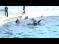 緊急避難! 引き上げる! 鴨川シーワールド