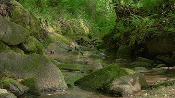 Mindful Meditations — Coping with Difficult Emotions